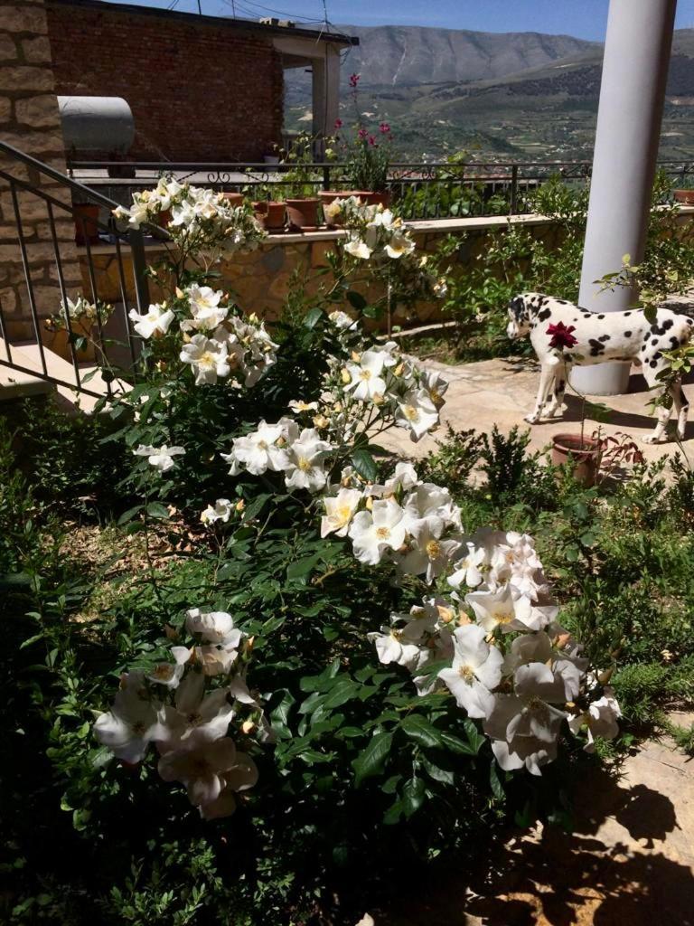 Guesthouse Villa Rosa Berat Habitación foto